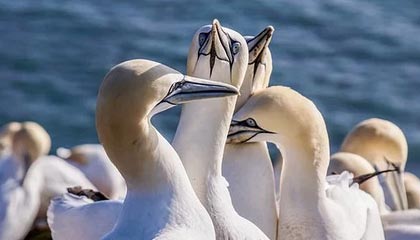 开云体育平台-安徽鲨鱼客场负于广东勇士队，战绩有所下滑，安徽鲨鱼科技有限公司