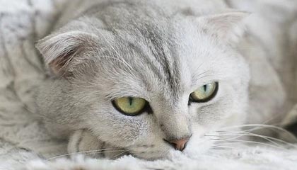 开云体育平台-安徽鲨鱼客场负于广东勇士队，战绩有所下滑，安徽鲨鱼科技有限公司