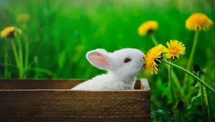 开云体育平台-安徽鲨鱼客场负于广东勇士队，战绩有所下滑，安徽鲨鱼科技有限公司